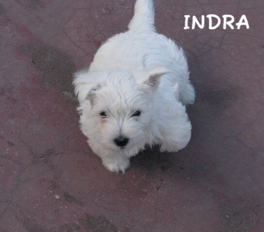 Indra